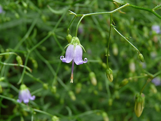 {Campanula divaricata}